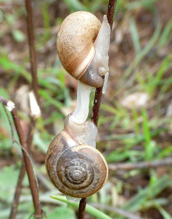 Accoppiamento di Monacha parumcincta